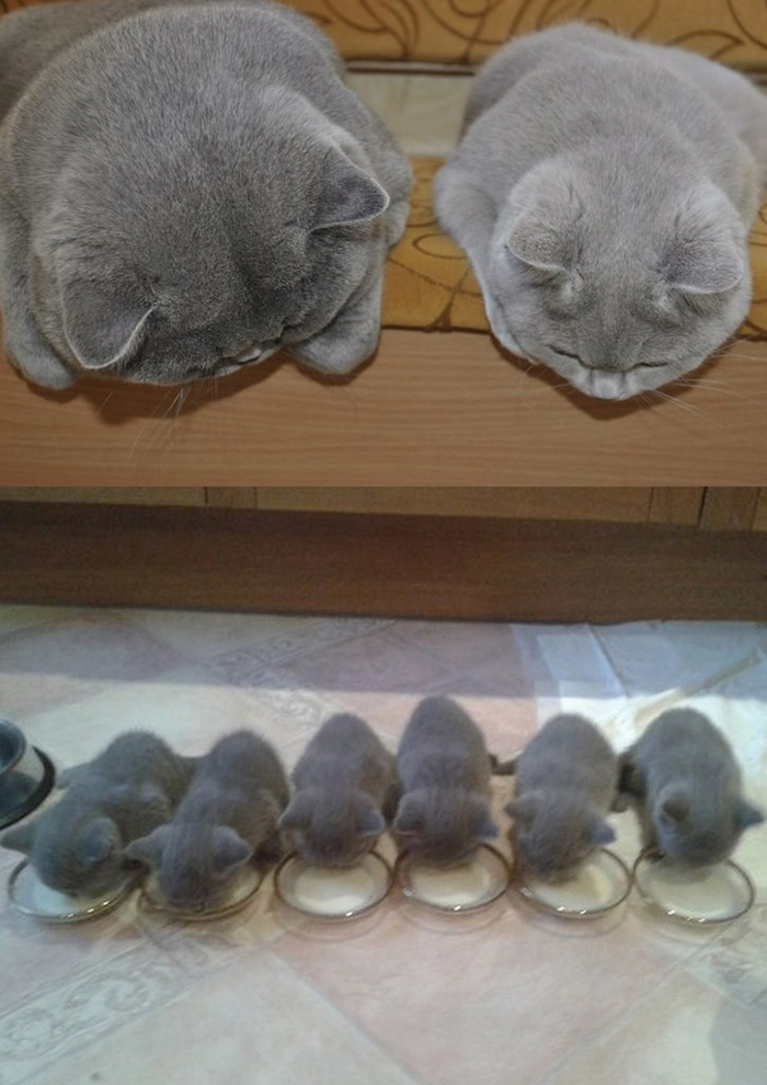 Gatas mamãs com as suas verões mini