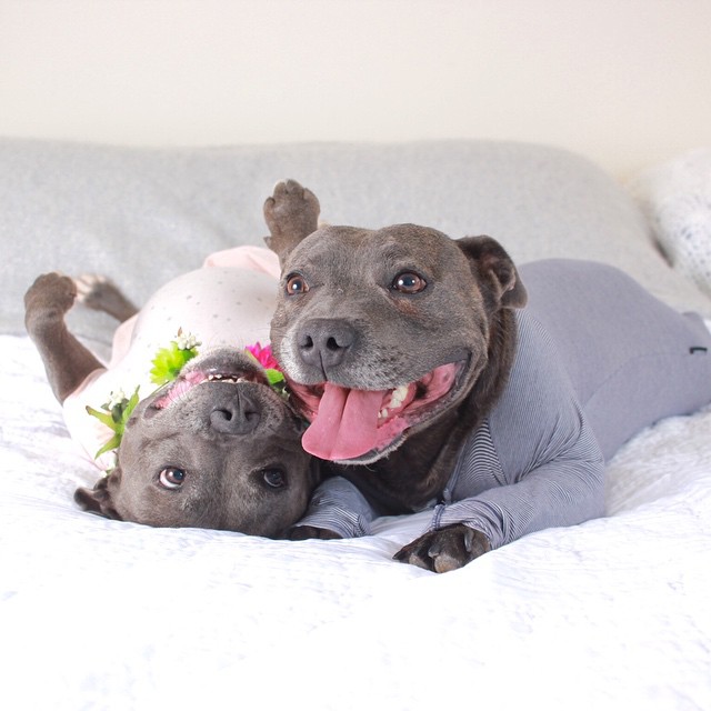 Estes irmãos pitbull estão a derreter a internet, e as fotos explicam porquê