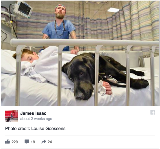 Cão guia recusa-se a deixar menino autista, mesmo no hospital