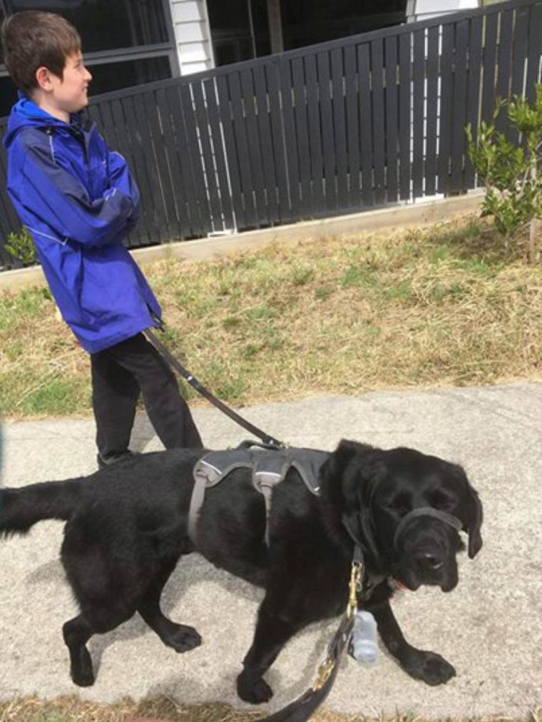 Cão guia recusa-se a deixar menino autista, mesmo no hospital