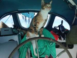 sailing-cat-travelling-world-liz-clark-12