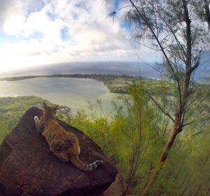 sailing-cat-travelling-world-liz-clark-49