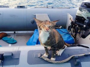 sailing-cat-travelling-world-liz-clark-55