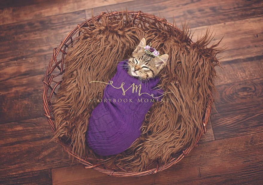 adopted-cat-photoshoot-newborn-storybook-moments-5