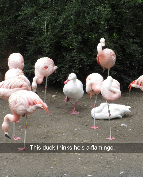 Este pato pensa que é um flamingo