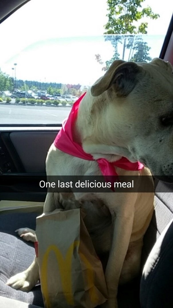 Dona fotografou o último dia com a cadela, e a internet emocionou-se