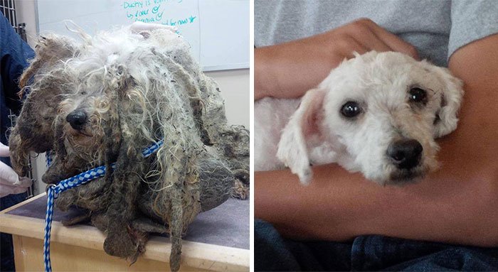 15 cães antes e depois de resgatados, mostram que o amor transforma tudo