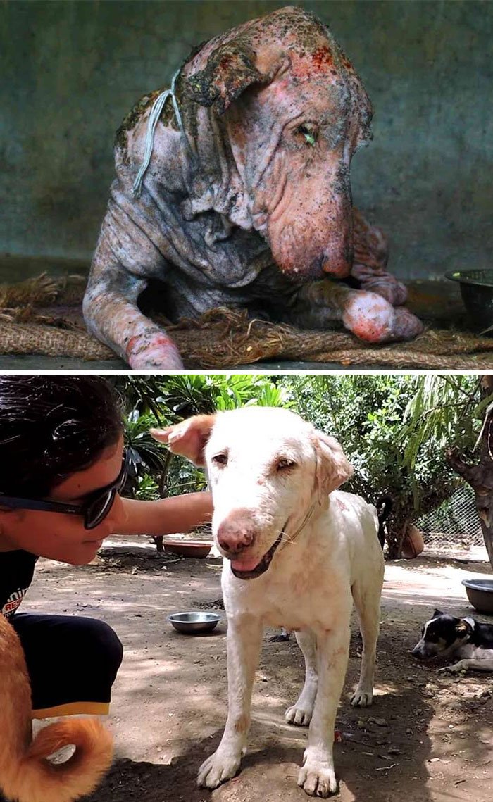 15 cães antes e depois de resgatados, mostram que o amor transforma tudo
