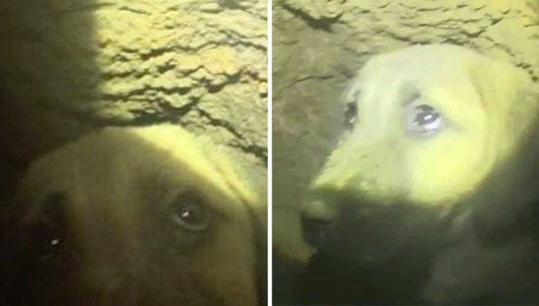 Cão preso em poço de 60 metros, não sabia se ia ser salvo