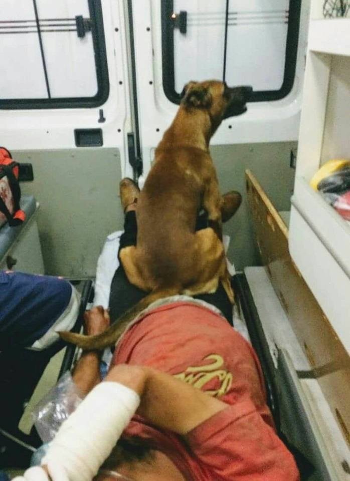 Cão leal esperou pelo dono sem-abrigo à porta do hospital