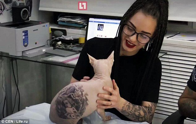 Causa polémica ao fazer 4 tatuagens a um gato sem pelo