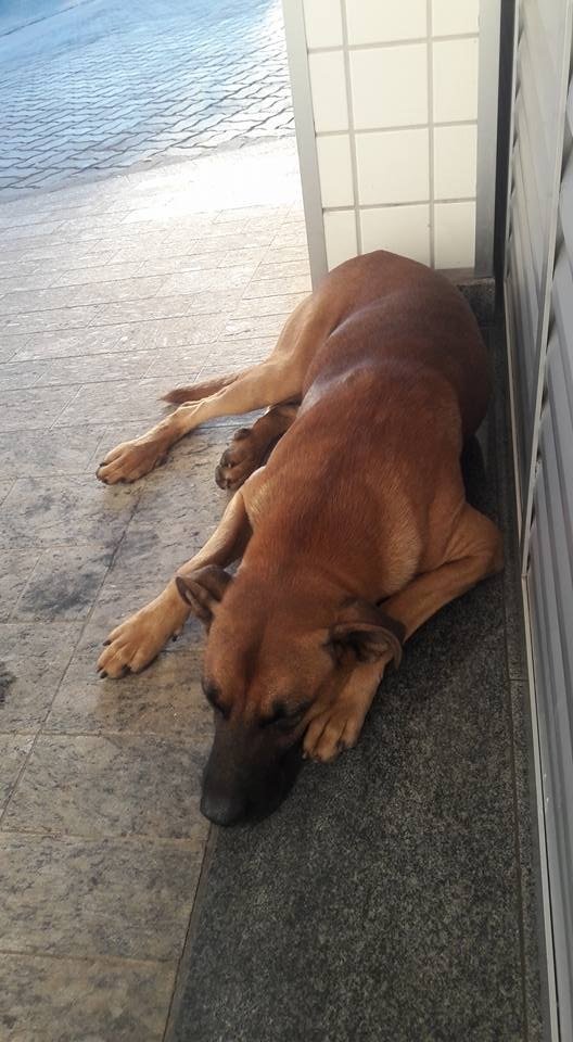 Cão leal esperou pelo dono sem-abrigo à porta do hospital