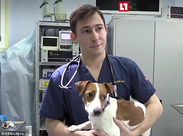 Família faz cirurgia plástica ao cão, porque não gostavam das orelhas