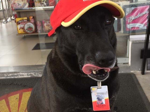 Cão abandonado em estação de serviço, é agora o empregado mais fofo da gasolineira