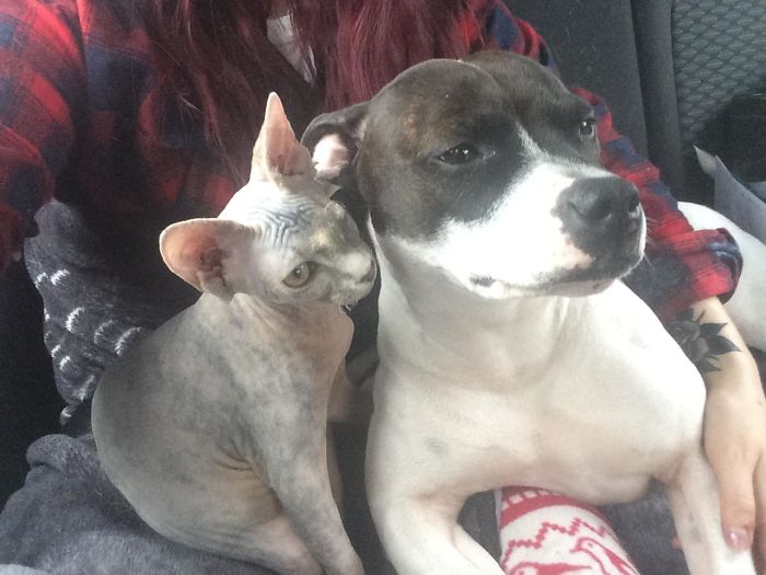 Ela adotou uma gatinha cega de um olho, mas tinha medo da reacção da pitbull que tem em casa