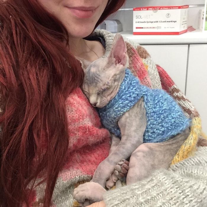 Ela adotou uma gatinha cega de um olho, mas tinha medo da reacção da pitbull que tem em casa