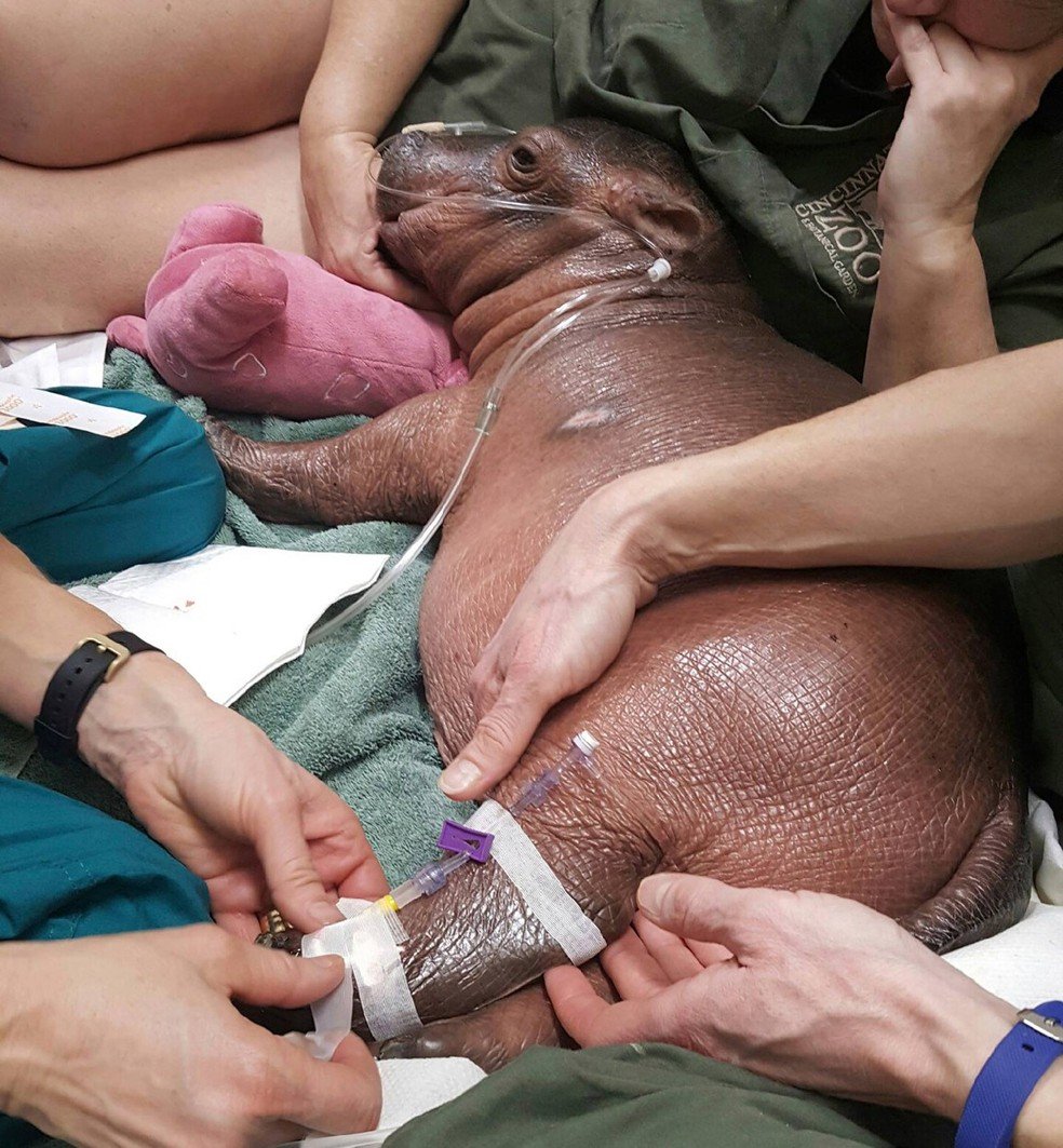 Hipopótamo nasceu prematuro, e foi salvo por médicos de hospital pediátrico