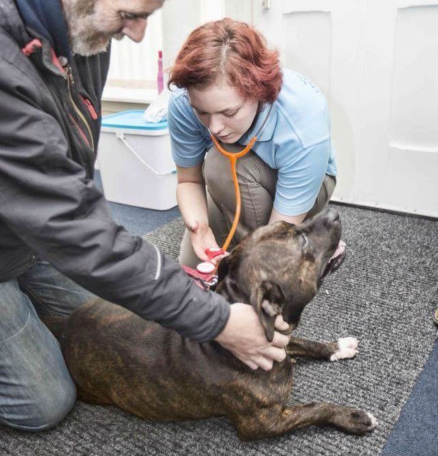 Veterinária oferece tratamentos aos animais de pessoas sem-abrigo