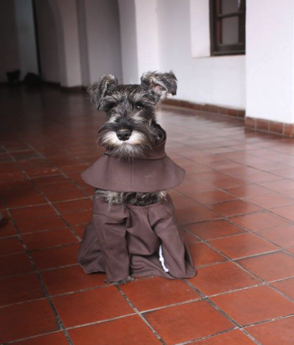 Este cão foi adotado por monges franciscanos, e está a derreter a web