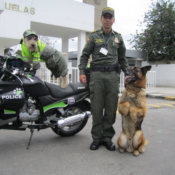 Cão de rua foi adotado, e agora é o polícia mais cool de sempre