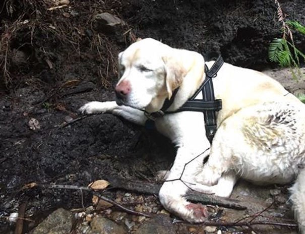 Cão cego foi encontrado nas montanhas, 8 dias depois de ter desaparecido