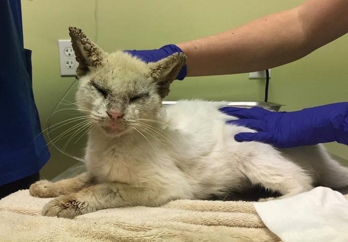 Gato «cego» foi resgatado das ruas, e surpreendeu todos com a beleza rara dos seus olhos