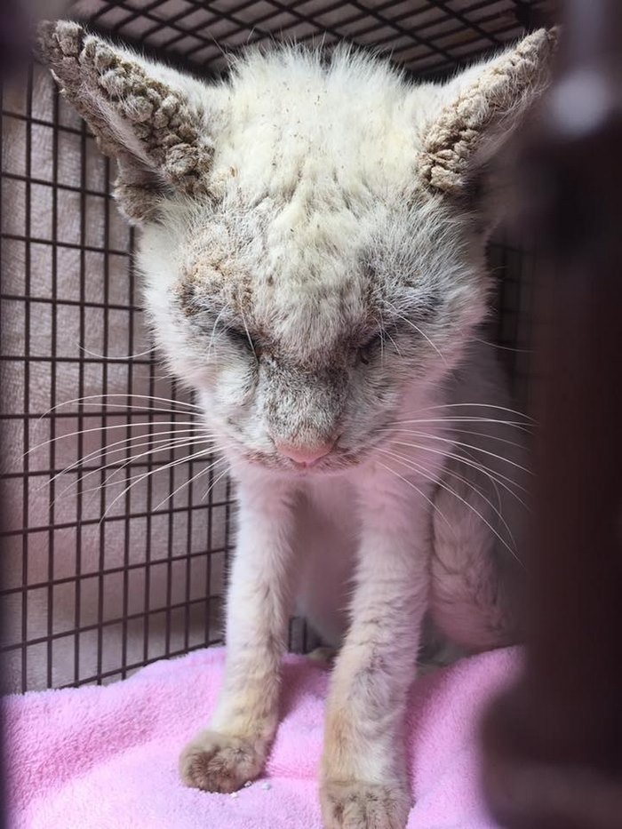 Gato «cego» foi resgatado das ruas, e surpreendeu todos com a beleza rara dos seus olhos