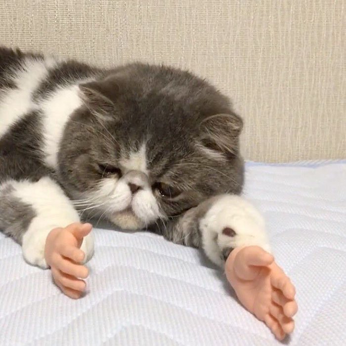 Este gato com próteses de mãos humanas, ficou viral, e há quem adore, e quem odeie