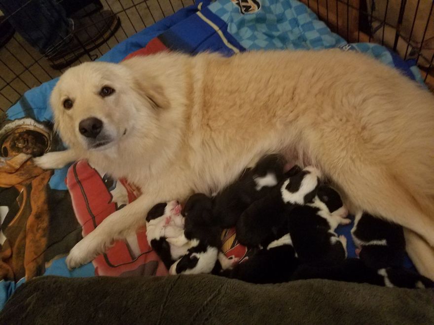 Cadela mamã que perdeu 7 filhotes num incêndio, adota ninhada de 8 cachorros orfãos