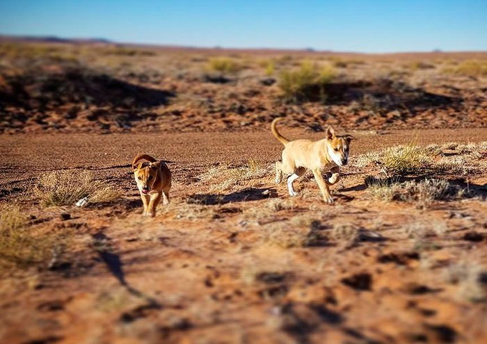 Amigos em viagem ficam chocados ao encontrar 2 cães abandonados no meio do deserto