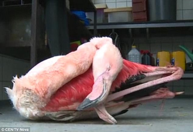 Crianças agridem flamingo até à morte no jardim zoológico