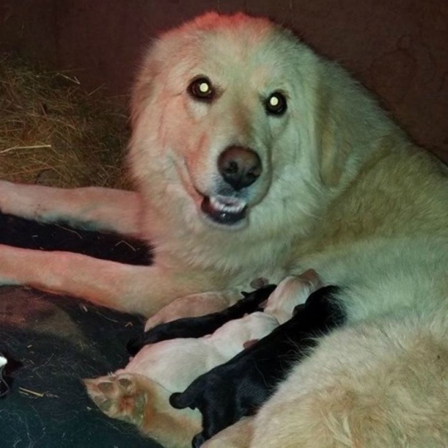Cadela mamã que perdeu 7 filhotes num incêndio, adota ninhada de 8 cachorros orfãos