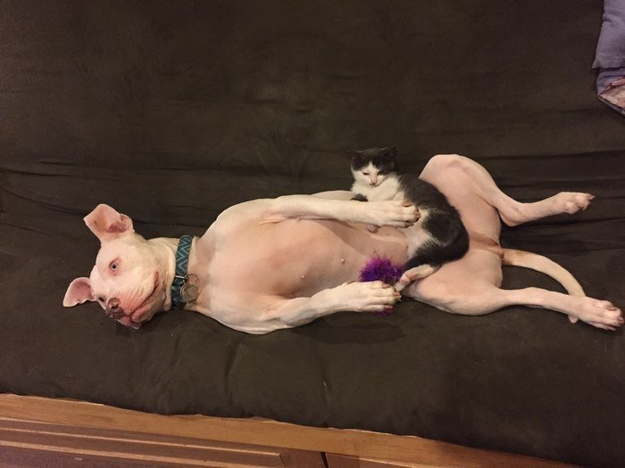 Pitbull abandonada, é agora uma «mamã» babada de quatro gatinhos