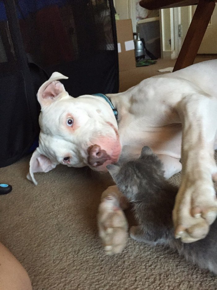Pitbull abandonada, é agora uma «mamã» babada de quatro gatinhos