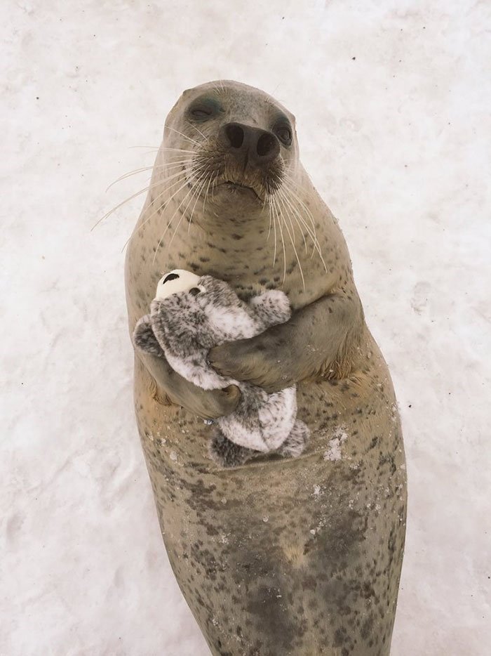 Esta foca não pára de abraçar esta sua versão de peluche