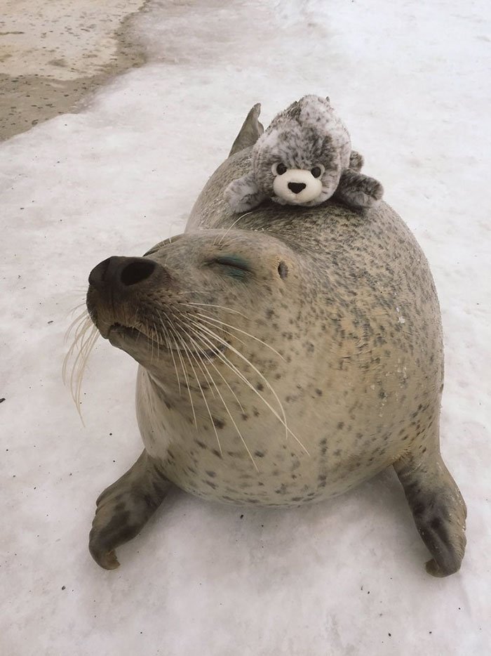 Esta foca não pára de abraçar esta sua versão de peluche