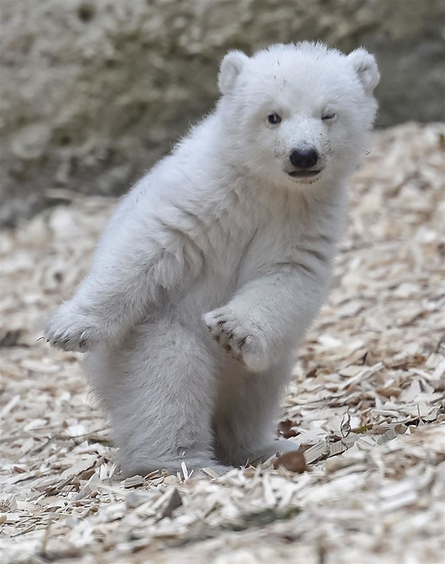 Urso polar bebé sai pela primeira vez, e «pisca o olho» para a fotografia