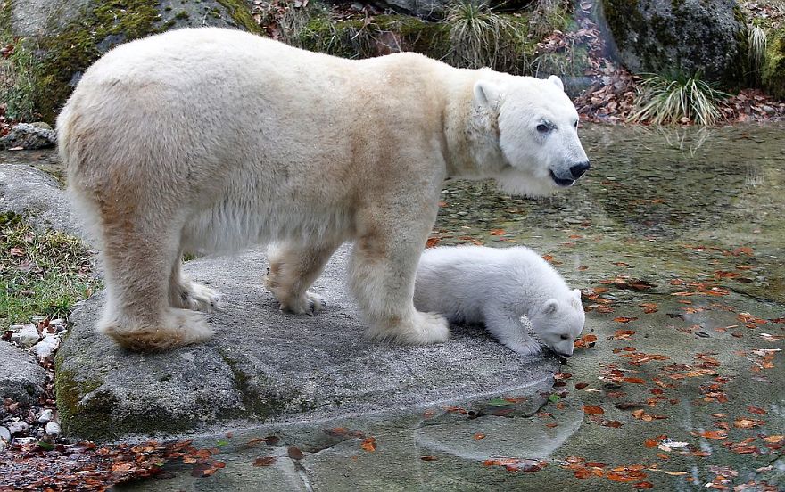 Urso polar bebé sai pela primeira vez, e «pisca o olho» para a fotografia