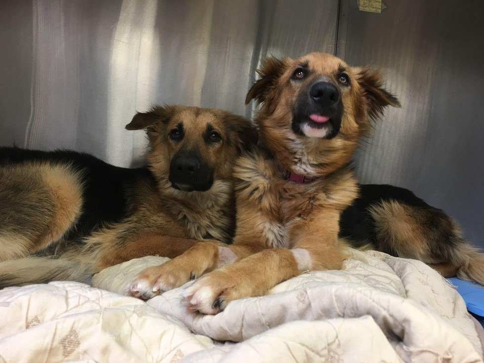 Cães «abraçam-se» depois de serem despejados num abrigo. Só tinham um ao outro