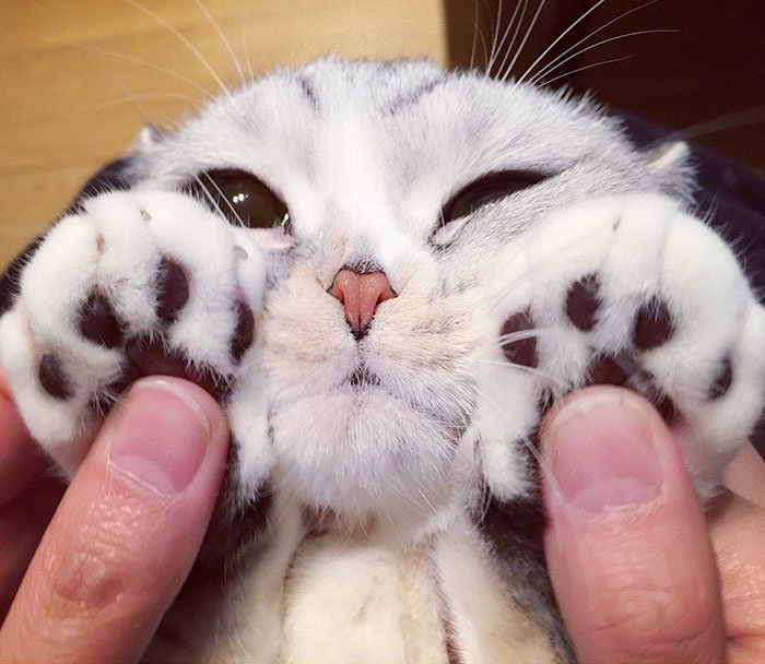 Hana, a gata japonesa de olhos grandes que está a conquistar o Instagram