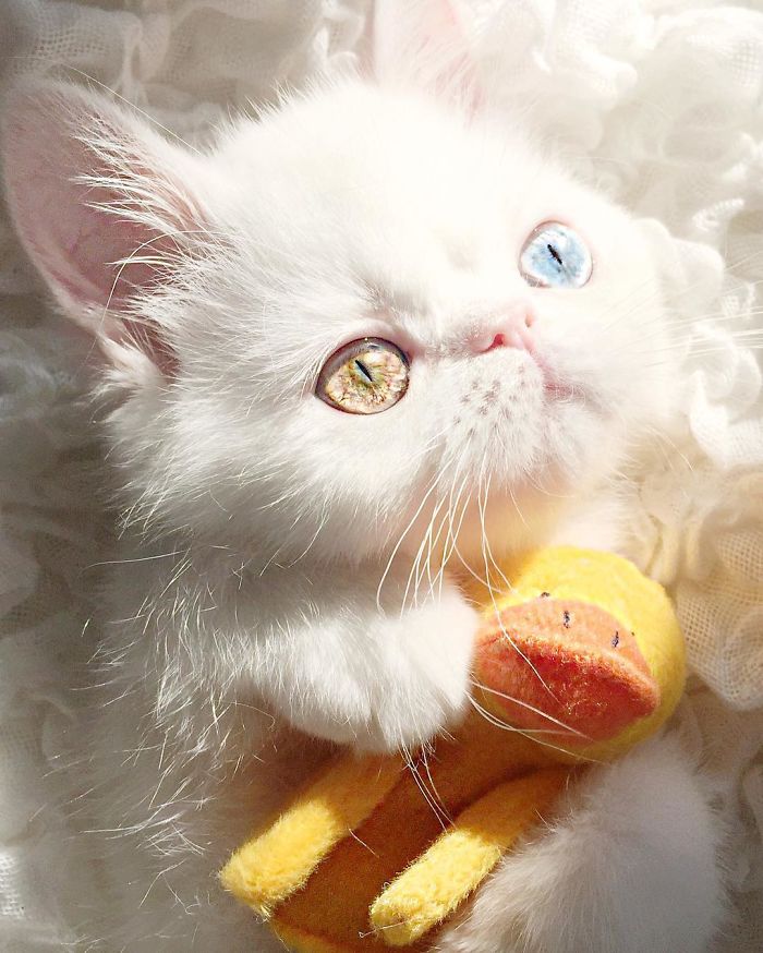 Pam Pam, a gatinha com olhos hipnotizantes, conquistou o Instagram