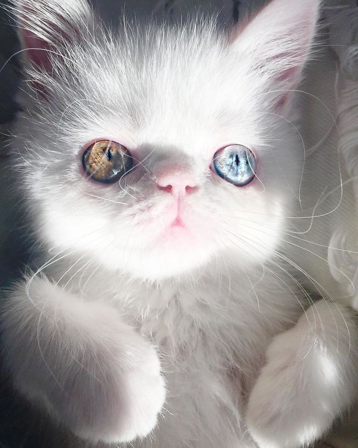Pam Pam, a gatinha com olhos hipnotizantes, conquistou o Instagram
