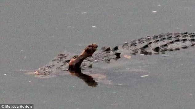 Dona assiste horrorizada a um crocodilo a comer o seu cão Rusty num lago