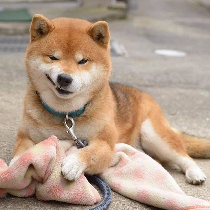Ryuji, o cão mais expressivo do Instagram é a nova sensação na web