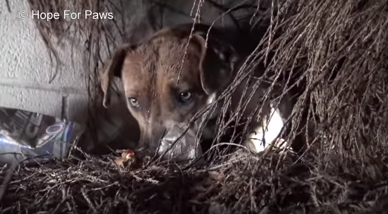 O salvamento desta cadela pitbull que deu à luz num buraco, e no meio de uma tempestade