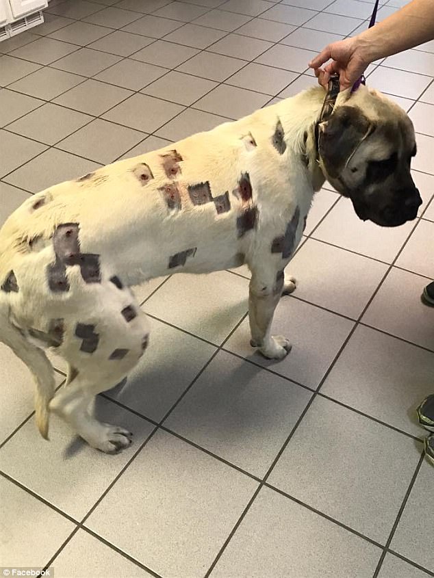 Este cão foi atingido 60 vezes com balas de borracha