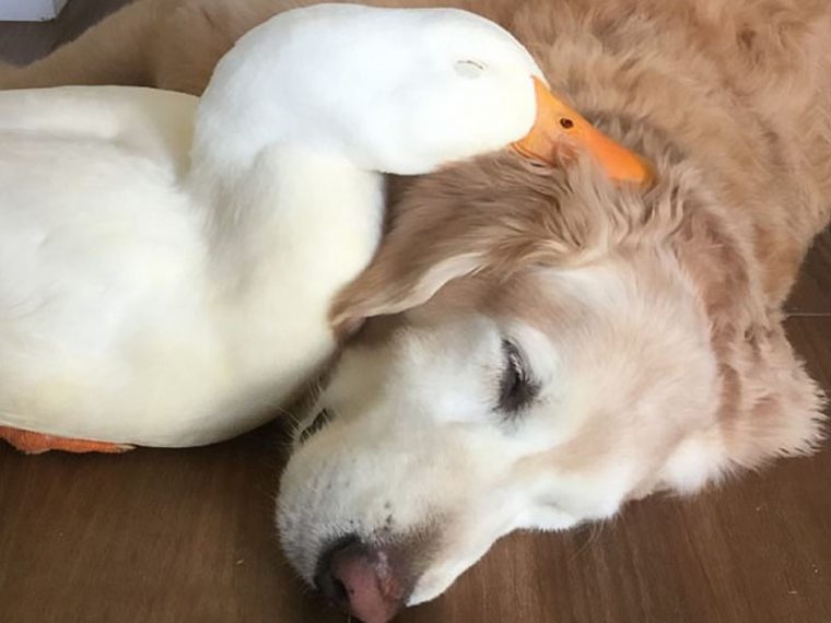 Amizade entre cão e pato mostra que nem os animais escolhem os amigos pela aparência
