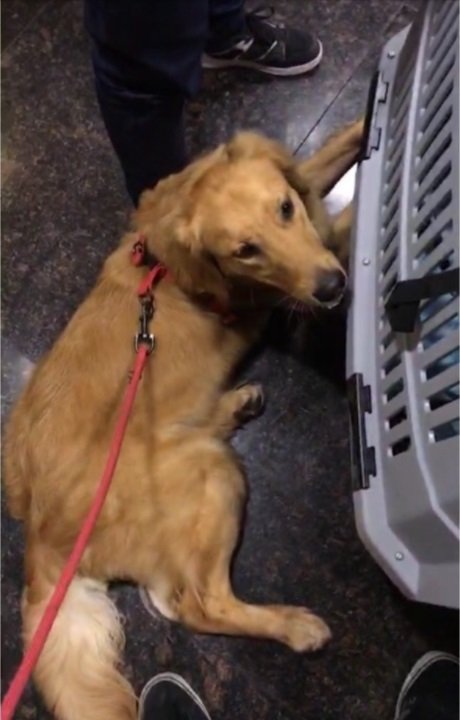 Cão agredido por funcionários de aeroporto, depois de ter fugido, causa indignação