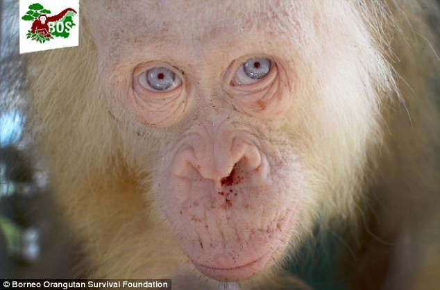Orangotanto albino raro foi resgatado, depois de ter ficado preso