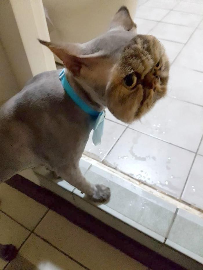 Pediu a um amigo para levar o gato ao &#8220;barbeiro&#8221;, mas arrependeu-se imediatamente